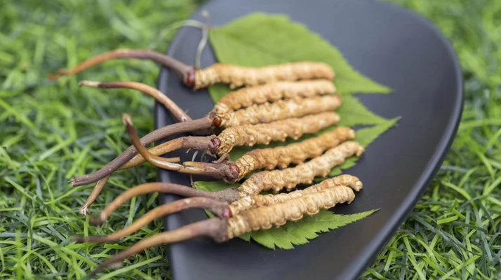 新鮮松茸冬蟲夏草怎么吃？滋補(bǔ)雙珍的美味搭配指南