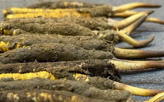 新鮮冬蟲夏草可以泡水喝嗎？正確方法與功效解析