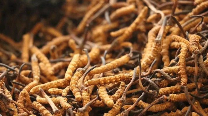 冬蟲夏草燉鴿子：秋冬滋補的經典藥膳