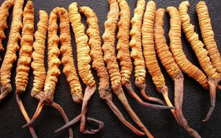 冬蟲夏草是什么味道？解析天然珍品的味覺密碼