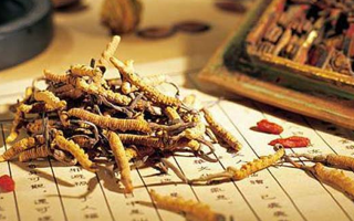 冬蟲夏草是什么長成的？揭秘其獨特的生長歷程