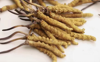 冬蟲(chóng)夏草的真實(shí)形成過(guò)程