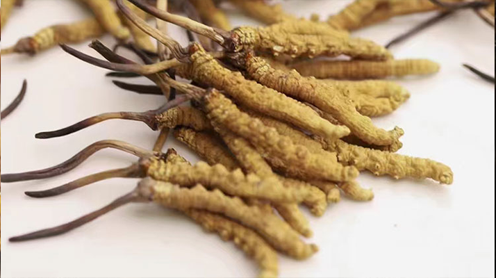 賣冬蟲夏草的地方哪里有？全面解析購(gòu)買渠道與選購(gòu)策略