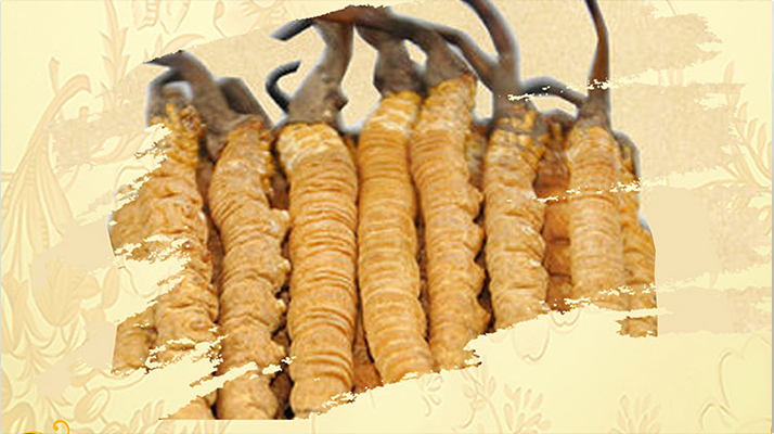 <a href=http://www.0717zc.com/ target=_blank class=infotextkey>冬蟲夏草</a>夏天如何保存