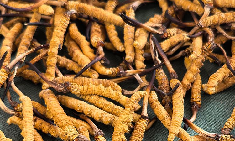 燉了二十年蟲草湯，這口感我太熟了，跟你細(xì)細(xì)說