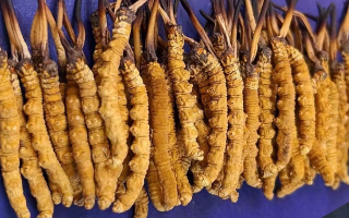 挖了三十年蟲草，這些采摘的苦，沒經(jīng)歷過的人真不懂